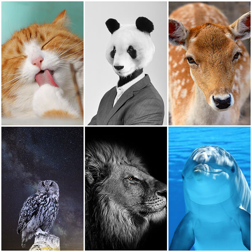 고양이, 펜더, 사슴, 부엉이, 사자, 돌고래 모여있는 사진